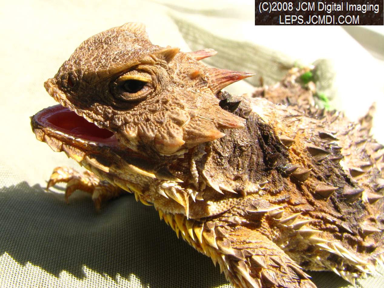 A Horned Lizard, filmed at Bear Divide, near Newhall CA